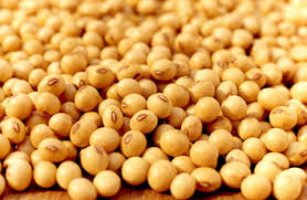 soja grano
